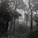 Kumara Parvatha Trek via Somwarpet