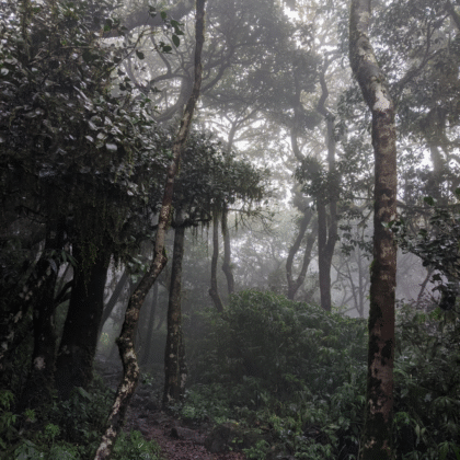 Kumara Parvatha forest section after shesha parvatha
