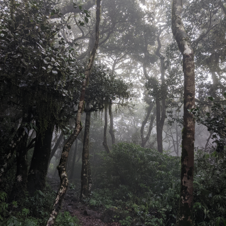 Kumara Parvatha Trek via Somwarpet