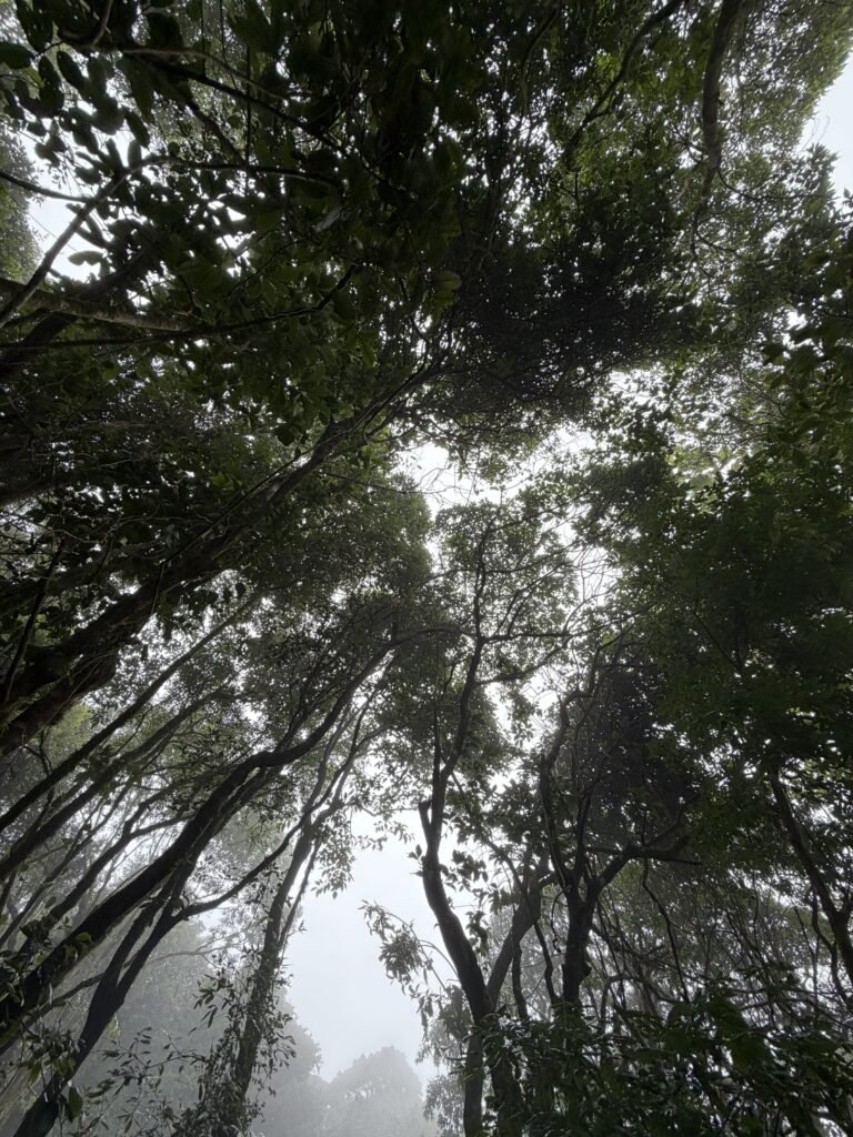 Nelji Hills Trek, Coorg