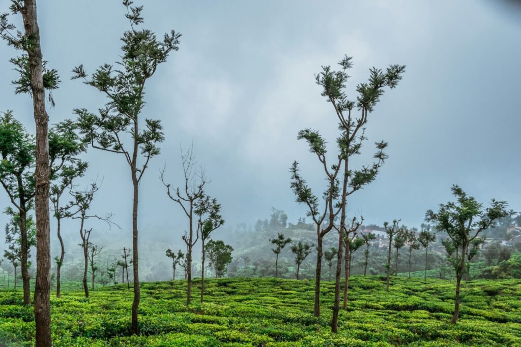 Ooty, Coonoor & Kotagiri 3 Days Tour Package from Bangalore