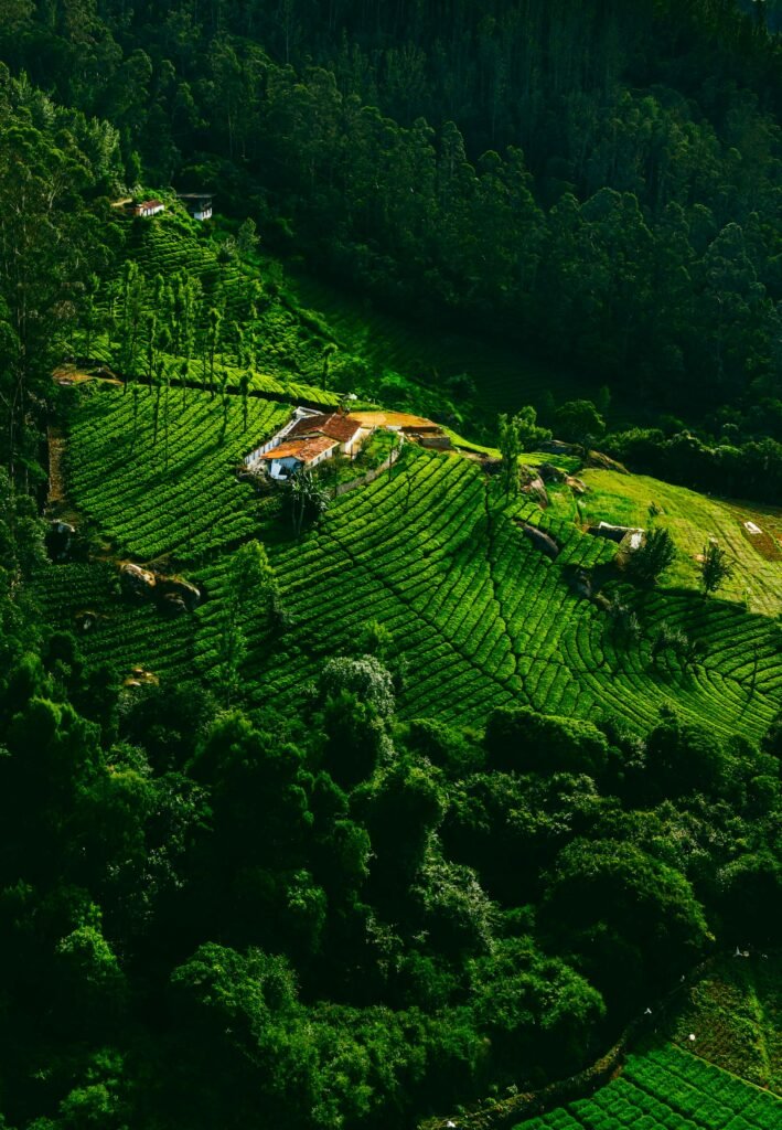 Ooty, Coonoor & Kotagiri 3 Days Tour Package from Bangalore