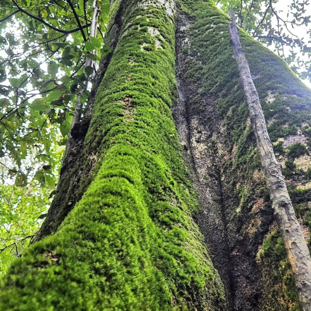 Karshi Gudda Trek